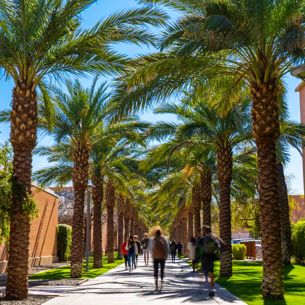 A walk way covered in Palm trees at Arizona State University
