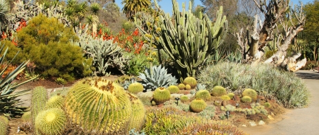 A cactus garden at the Desert Botanical Gardens in Phoenix