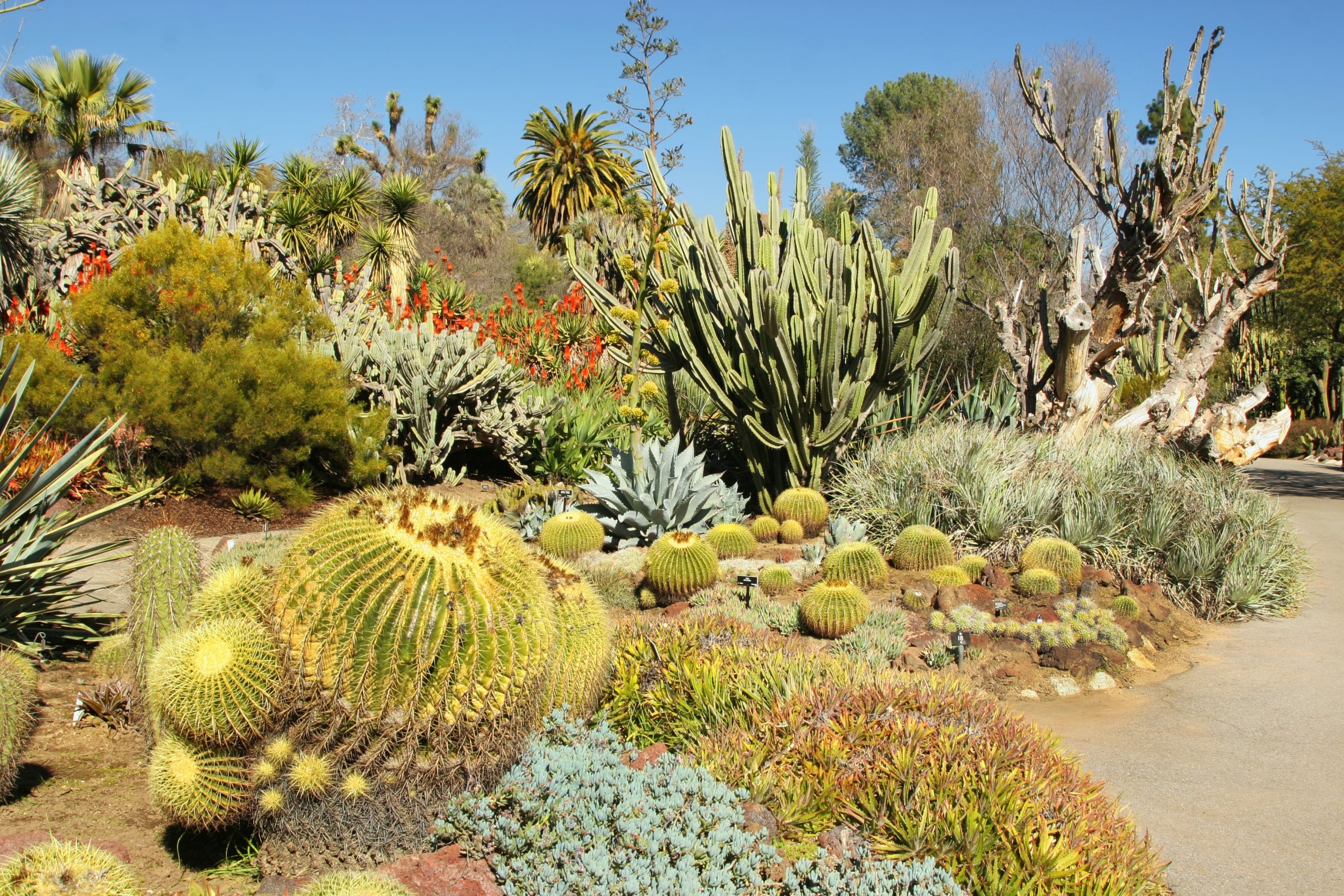 A cactus garden at the Desert Botanical Gardens in Phoenix