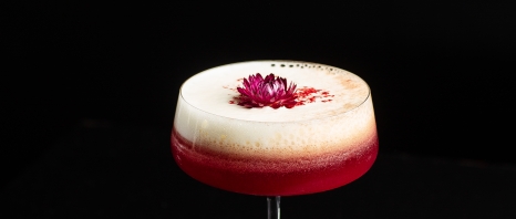 Pink Clover Club Cocktail in Coupe Glass with Layer of Foam and flower Garnish isolated on black Background