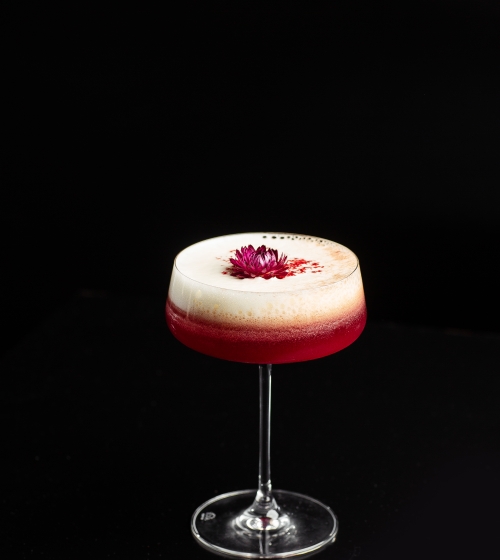 Pink Clover Club Cocktail in Coupe Glass with Layer of Foam and flower Garnish isolated on black Background