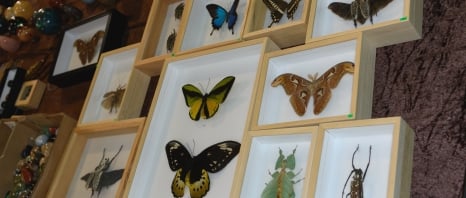 Tongeren. Limburg - Belgium 13-02-2022. Collection of large species of butterflies. Framed stuffed butterflies on sale at a flea market