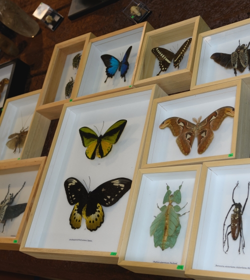 Tongeren. Limburg - Belgium 13-02-2022. Collection of large species of butterflies. Framed stuffed butterflies on sale at a flea market