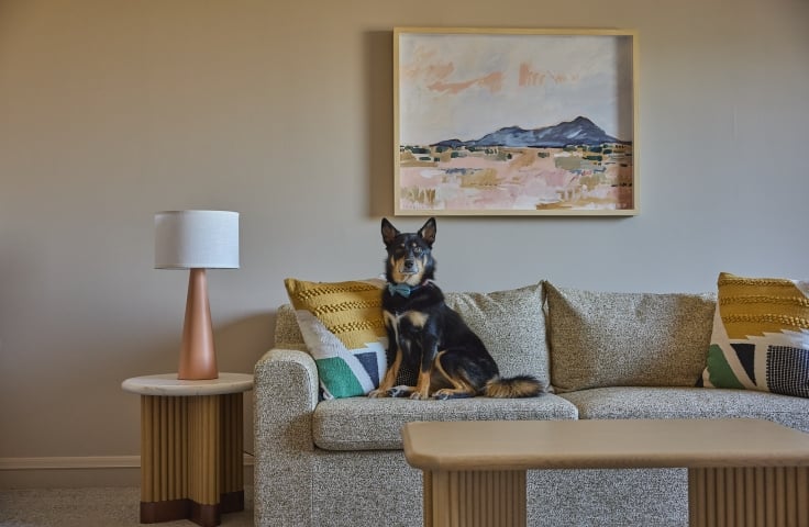Dog sitting on couch, couch, pillows, table, lamp, painting, guestroom living room