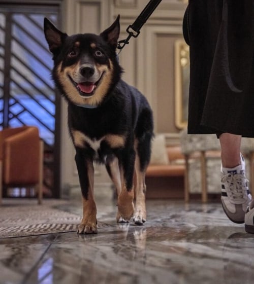 Dog walking in The Camby lobby.