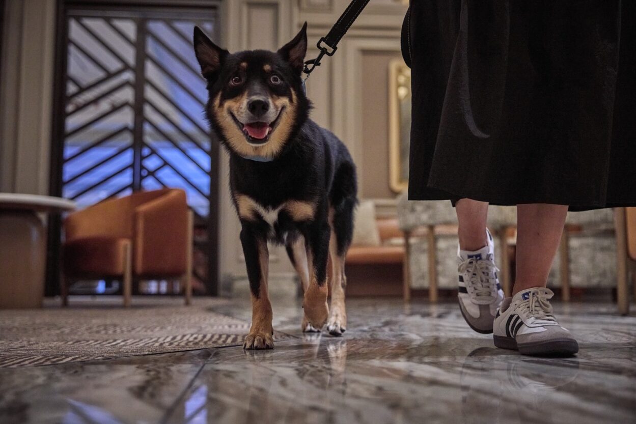 Dog walking in The Camby lobby.