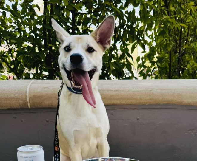 Dog with tongue out, dog bowl, toy, beverages at a table