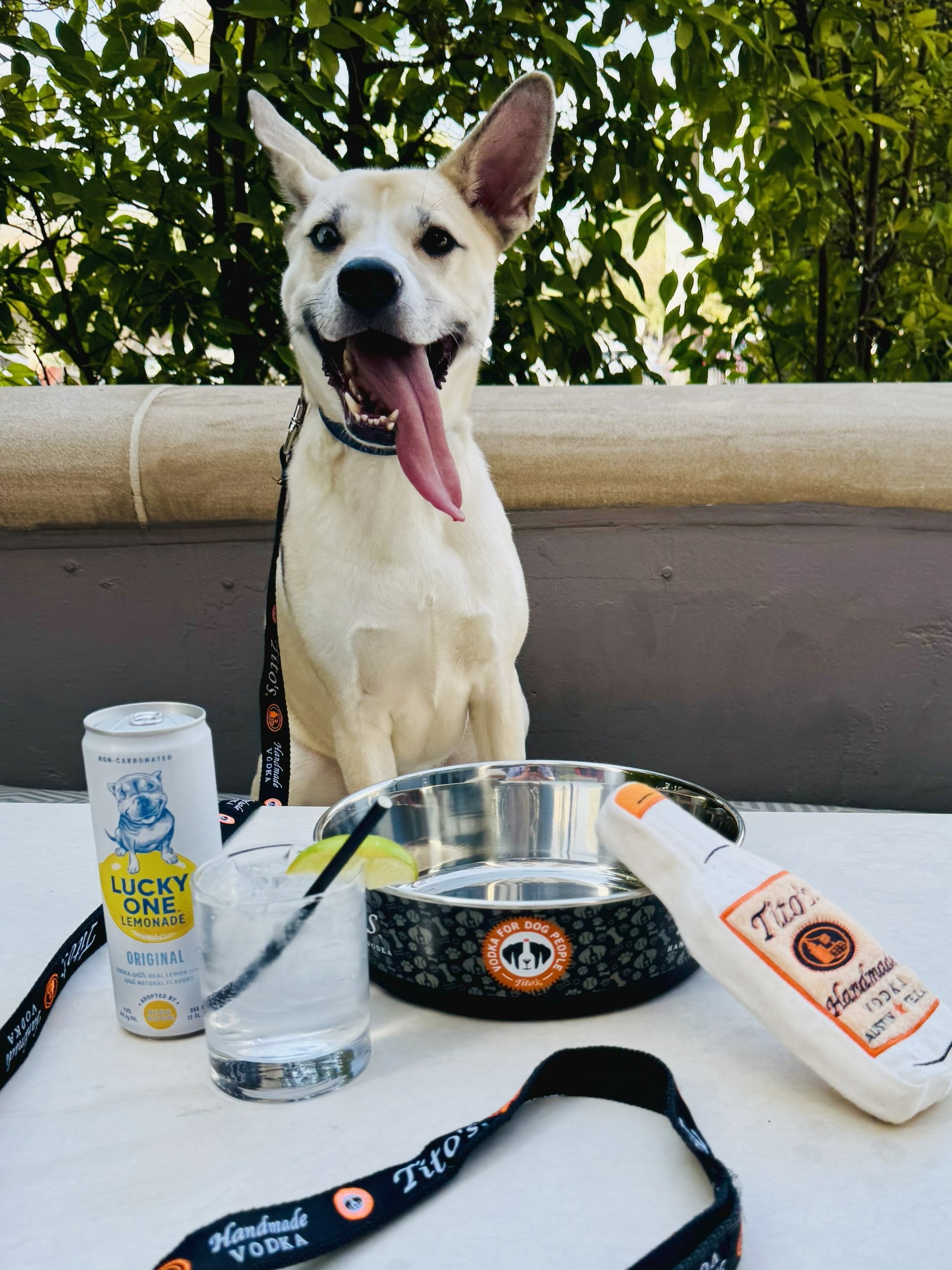Dog with tongue out, dog bowl, toy, beverages at a table